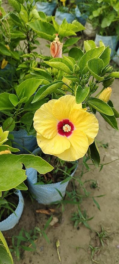 HIBICAS HYBRID